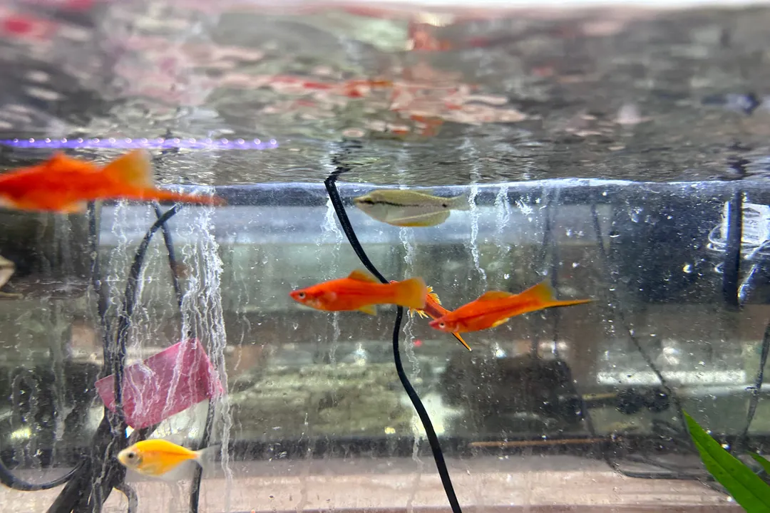 What are the characteristics of swordtail fish?