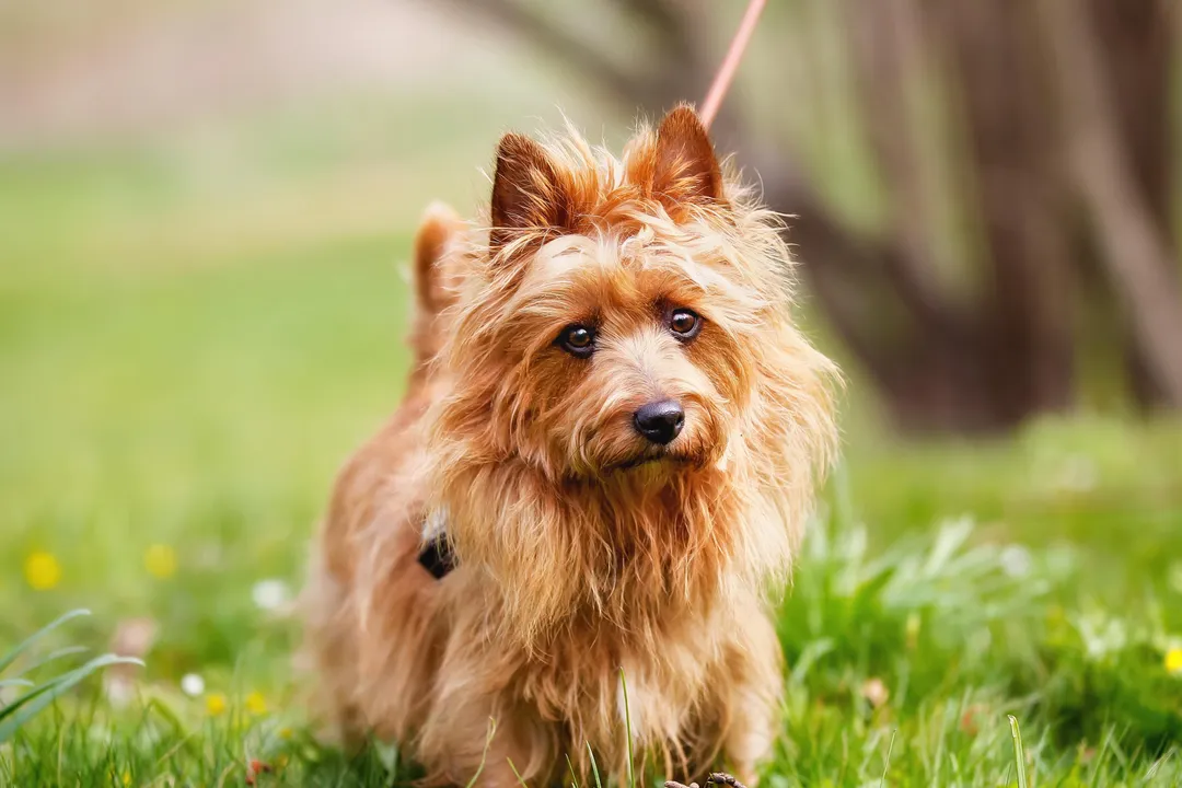 What are the characteristics of the Australian Terrier?