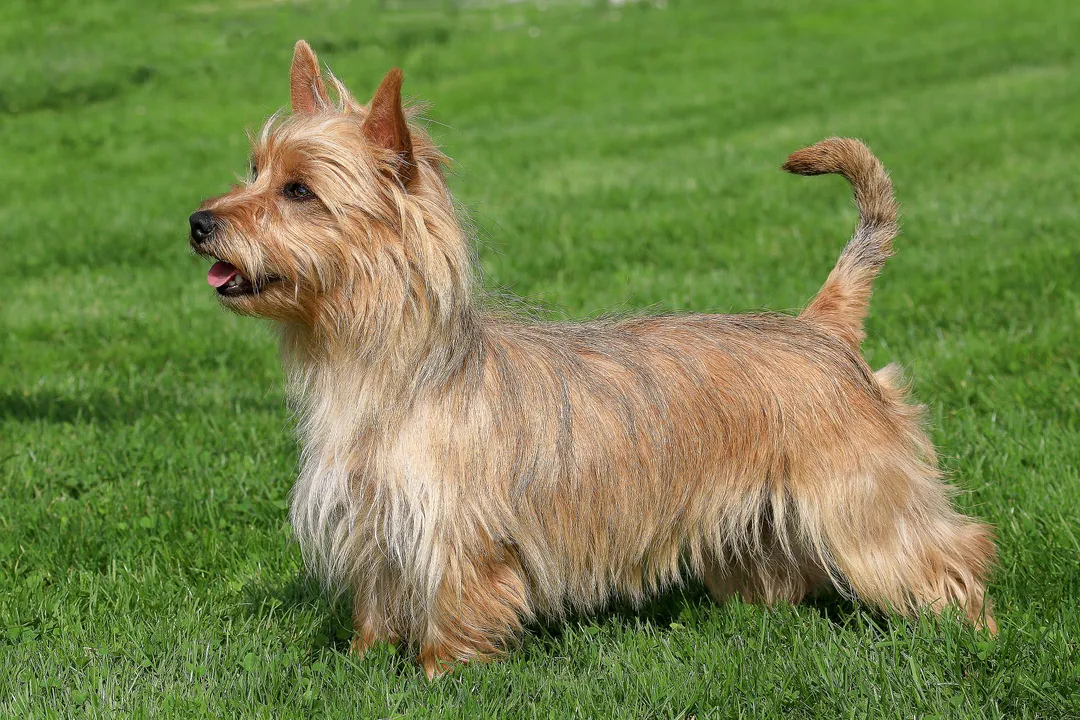 What are the characteristics of the Australian Terrier?, Coat Texture