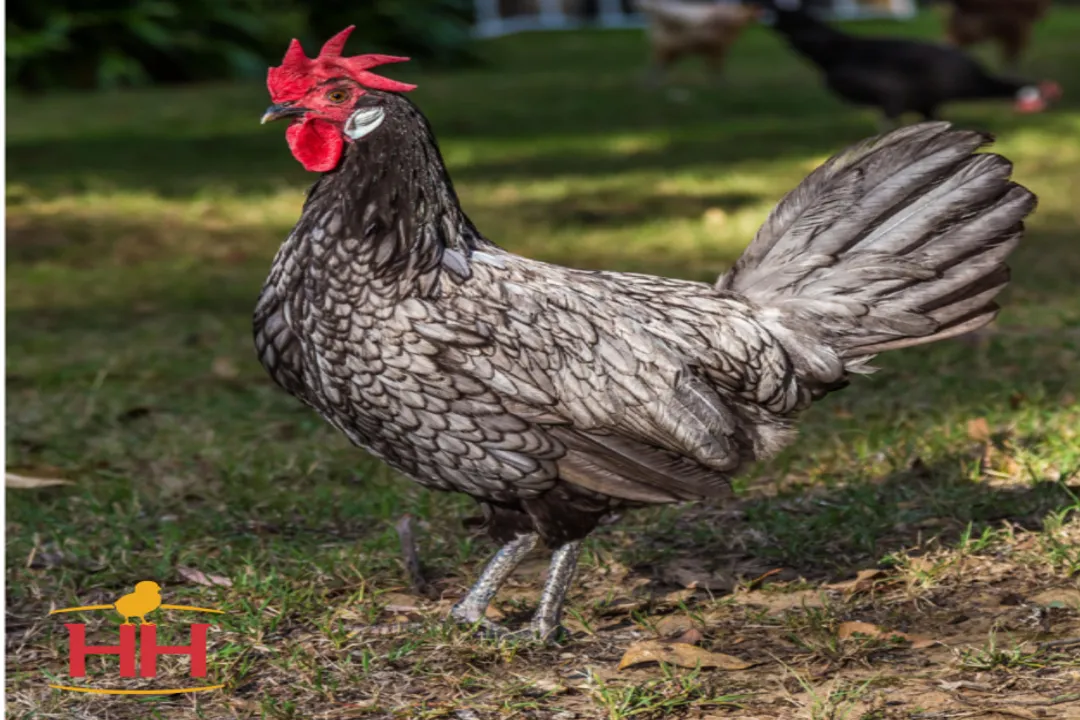 What are the characteristics of the Blue Andalusian?, Sleek Appearance