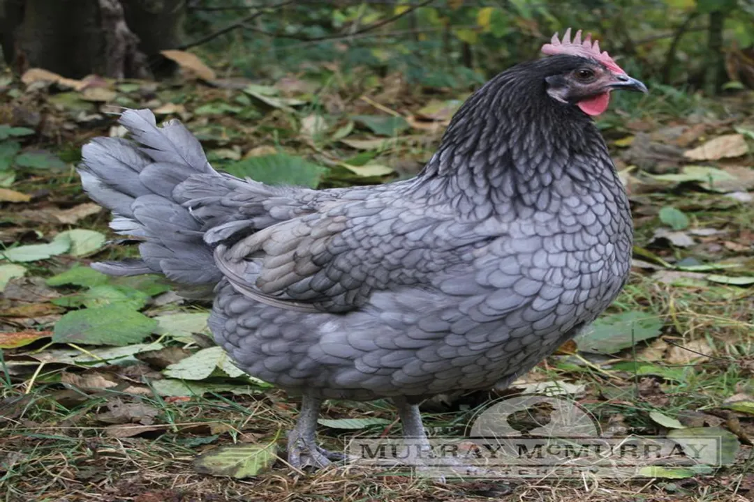 What are the characteristics of the Blue Andalusian?, Laying Records