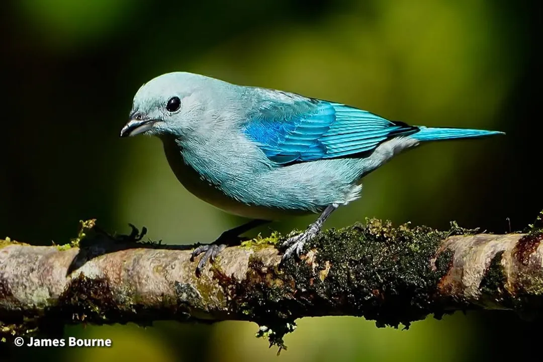 What are the characteristics of the blue-gray tanager?, Plumage Details
