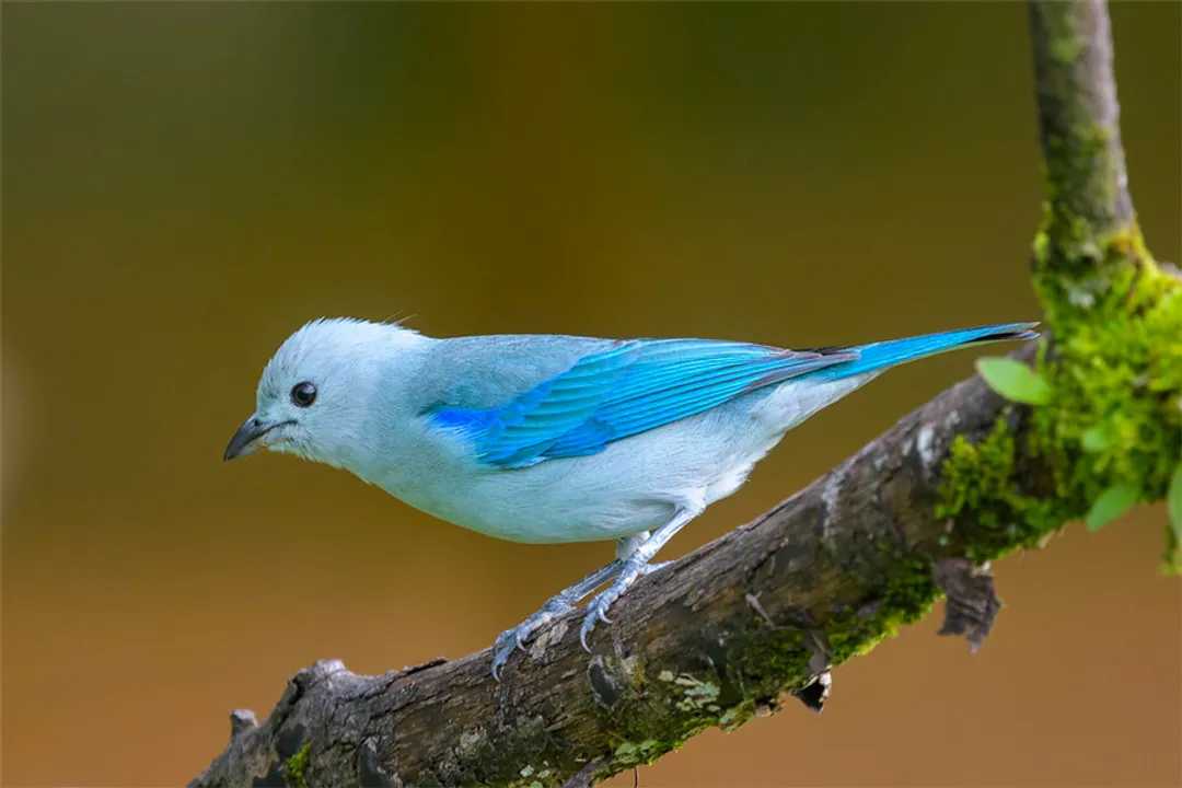 What are the characteristics of the blue-gray tanager?