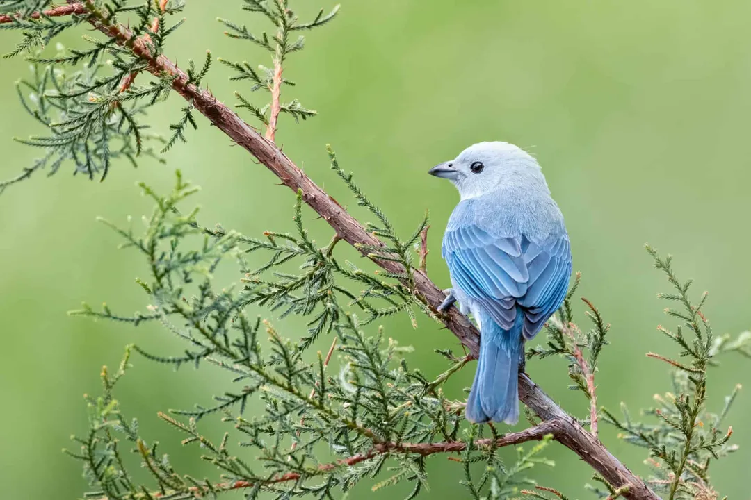 What are the characteristics of the blue-gray tanager?, Range Habitat
