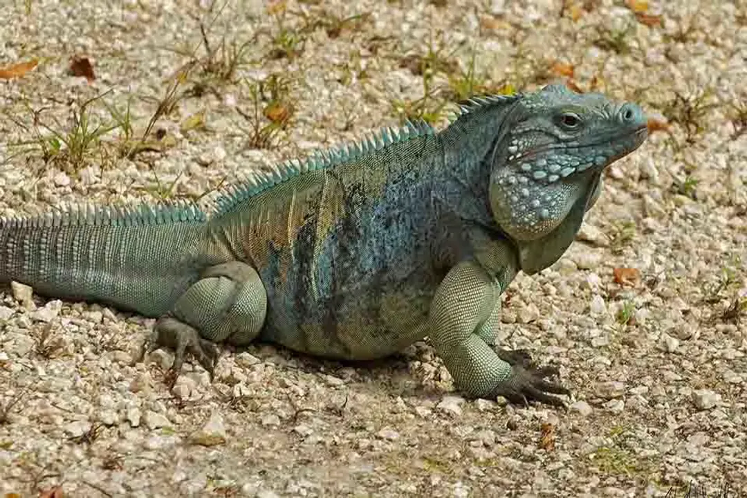 What are the characteristics of the blue iguana?