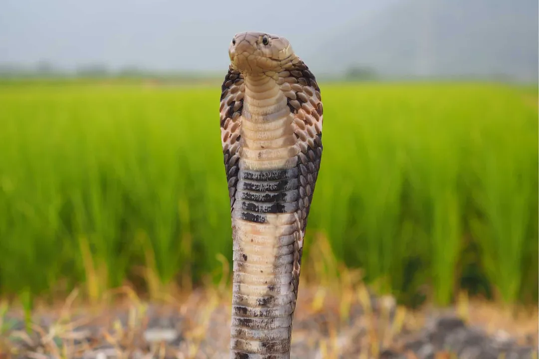 What are the characteristics of the Chinese cobra?, Range and Dwelling
