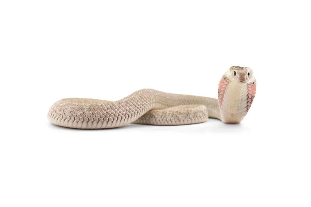What are the characteristics of the Chinese cobra?, Coloration Markings