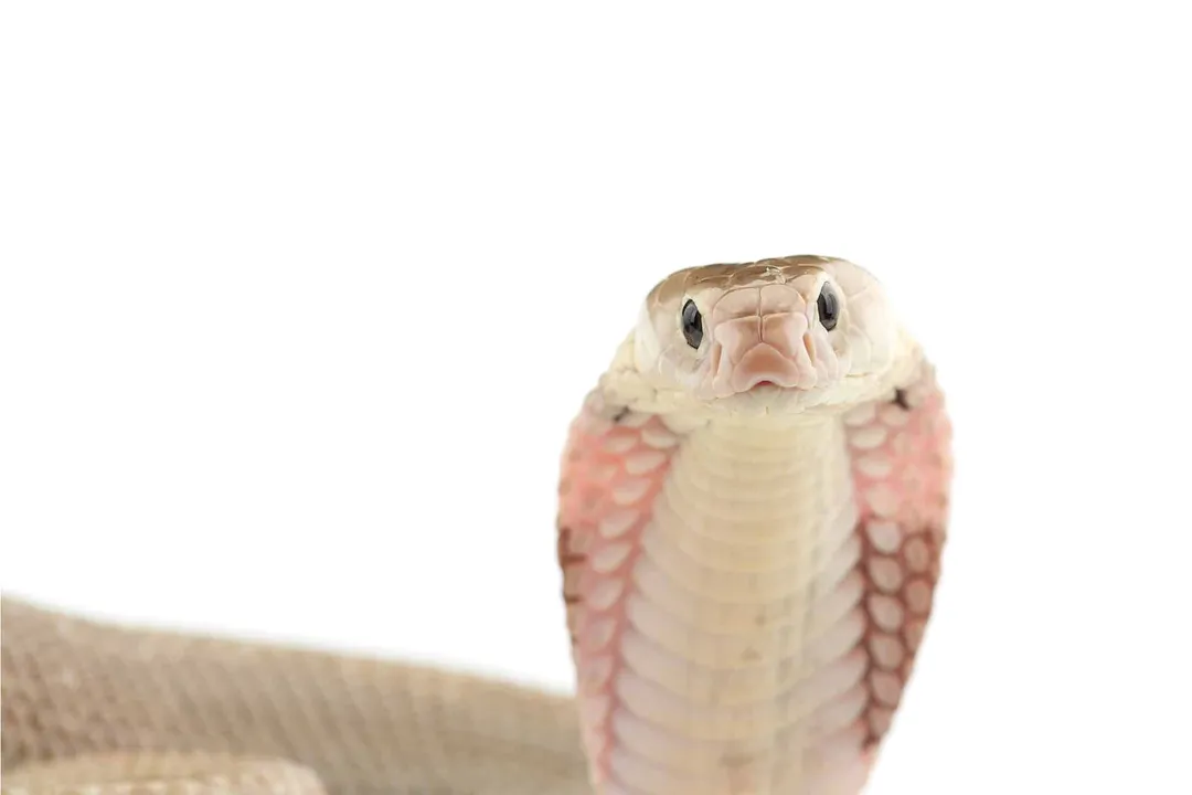 What are the characteristics of the Chinese cobra?, Physical Presence