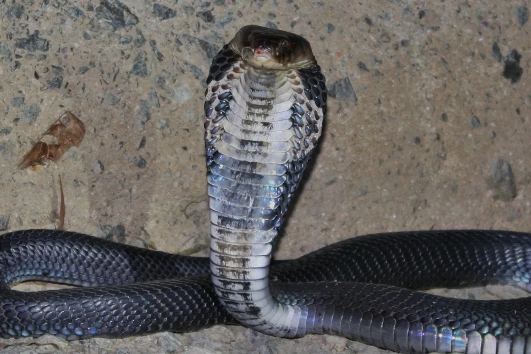 Who first formally assigned the scientific name *Naja atra* and in what year?