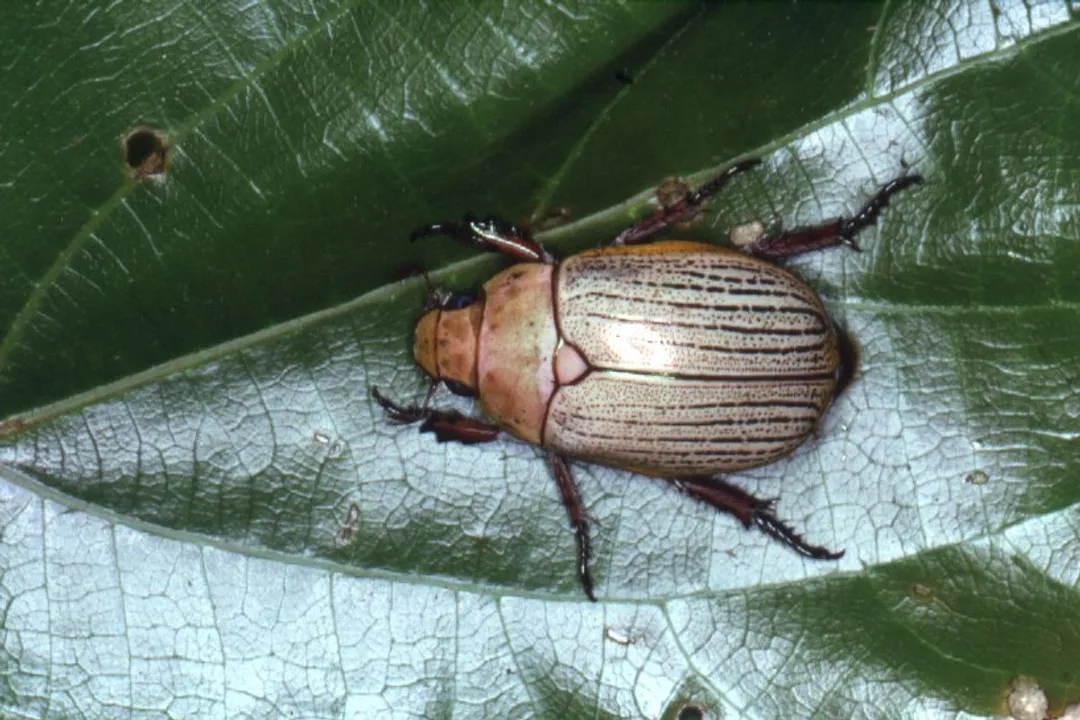 What are the characteristics of the Christmas beetle?, Feeding Habits