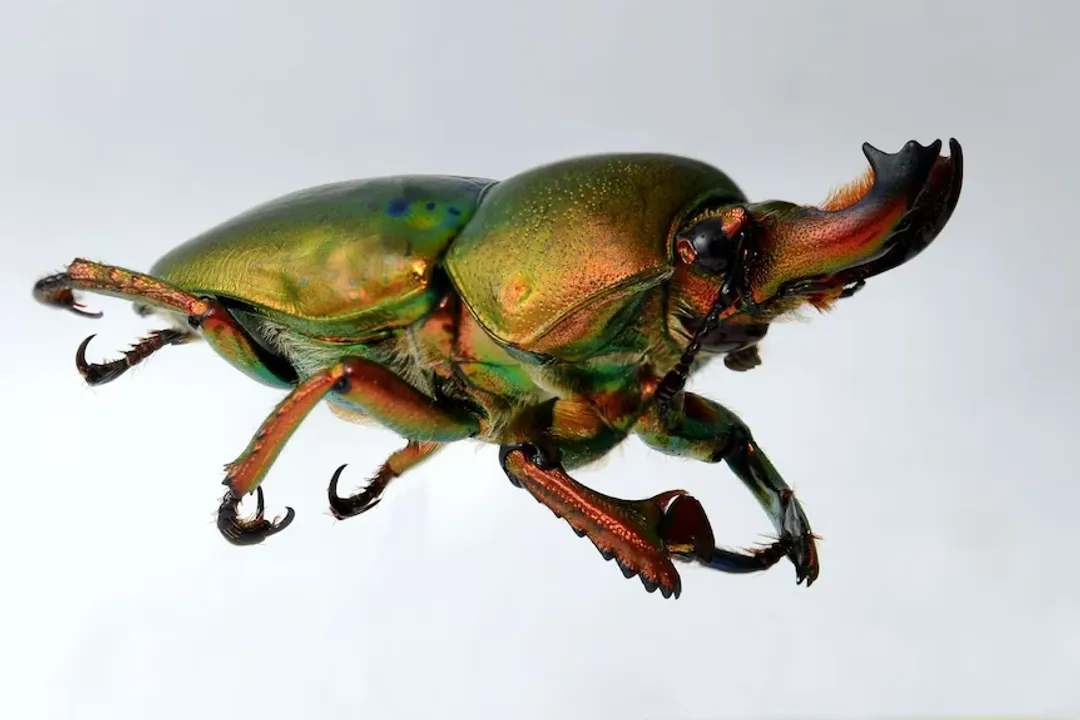 What are the characteristics of the Christmas beetle?
