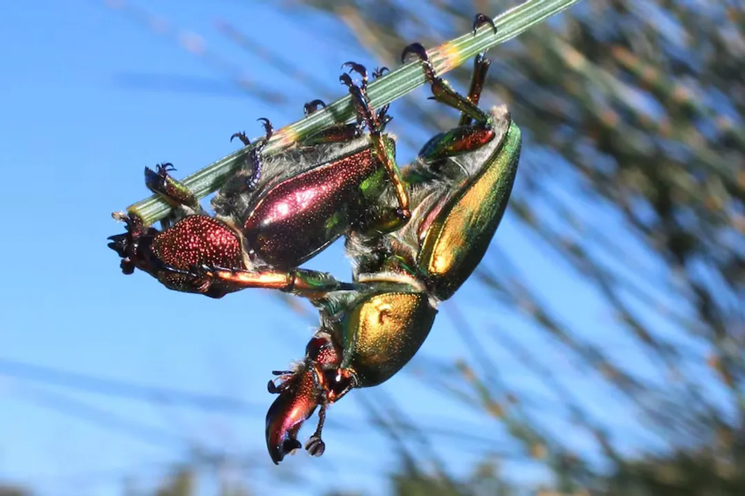 What are the characteristics of the Christmas beetle?, Life Stages