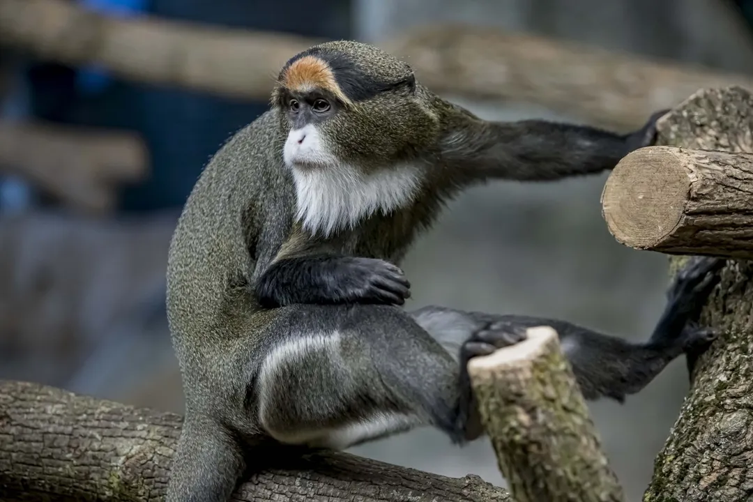 What are the characteristics of the De Brazza's monkey?, Distinctive Features