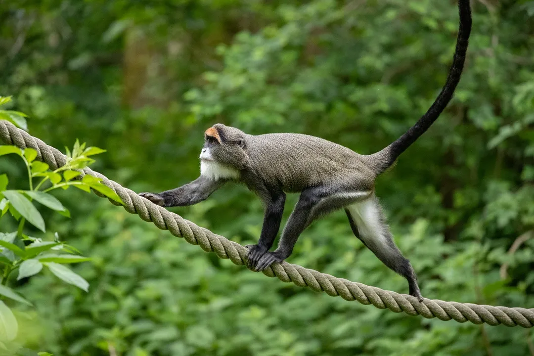 What are the characteristics of the De Brazza's monkey?, Group Dynamics
