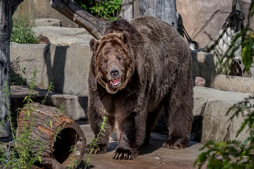 What are the characteristics of the De Brazza's monkey?, Range and Habitat