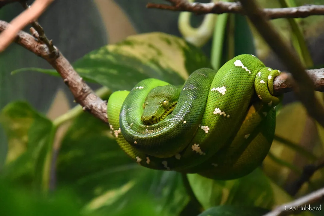 What are the characteristics of the emerald tree boa?, Size Metrics