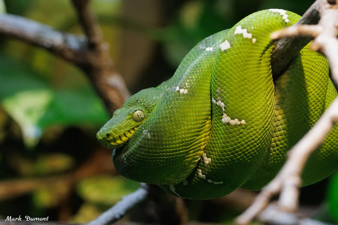 What are the characteristics of the emerald tree boa?, Arboreal Life