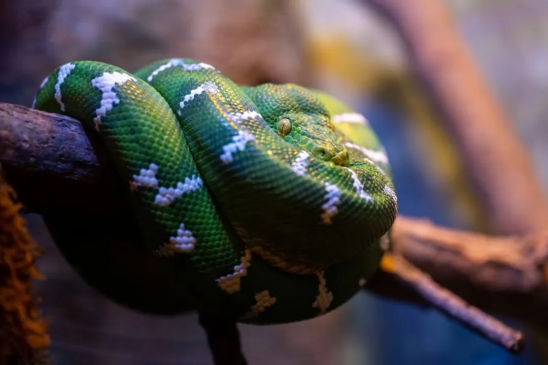 What are the characteristics of the emerald tree boa?, Vivid Skin