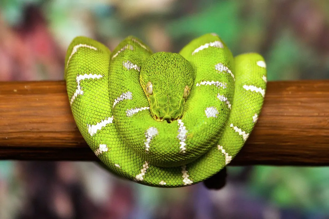 What are the characteristics of the emerald tree boa?