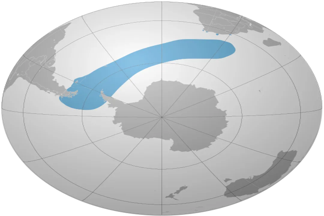 What are the characteristics of the Eudyptes?, Physical Stature