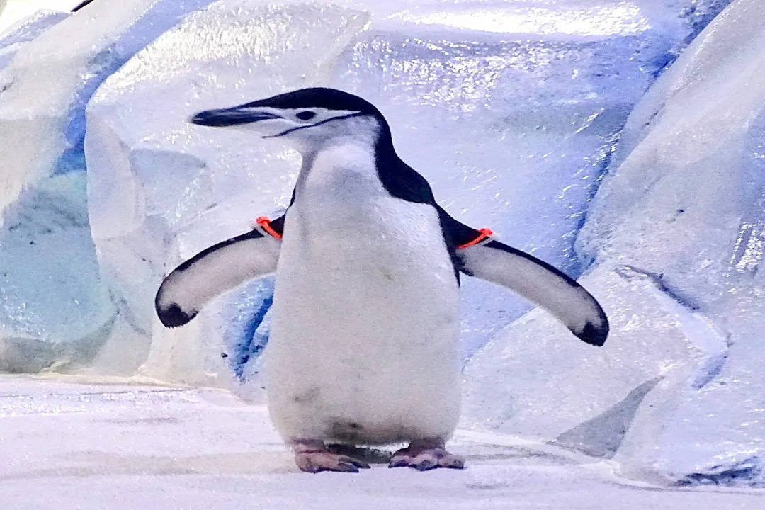 What are the characteristics of the Eudyptes?, Plume Variation