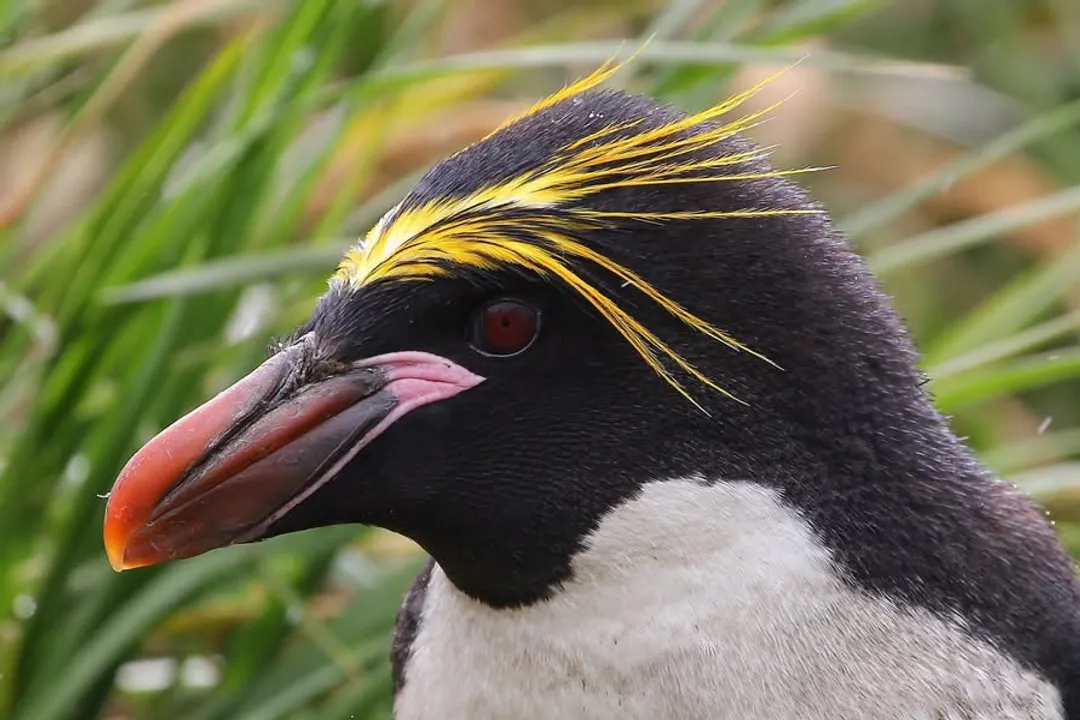 What are the characteristics of the Eudyptes?