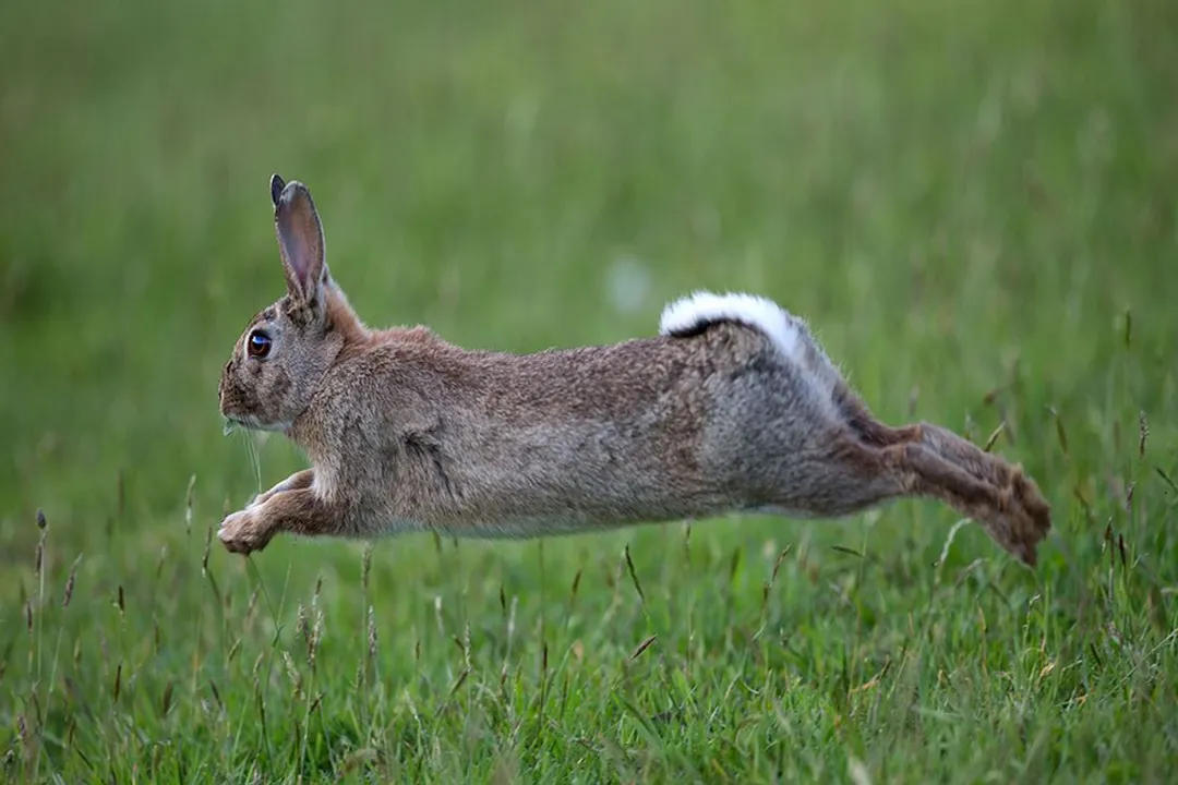 What are the characteristics of the European rabbit?, Social Structure