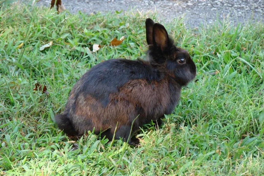 What are the characteristics of the European rabbit?