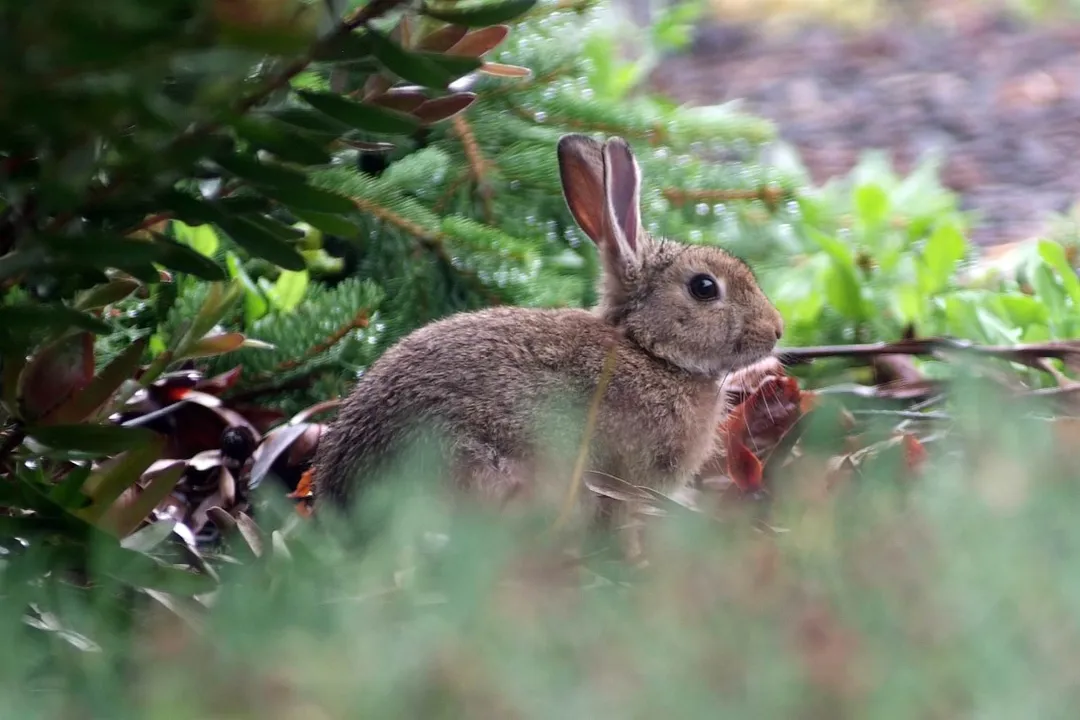 What are the characteristics of the European rabbit?, Physical Form