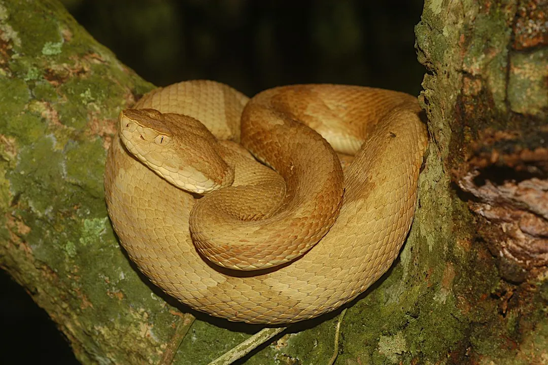 What are the characteristics of the golden lancehead?, Appearance Defined