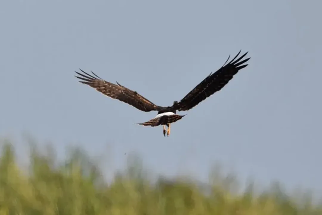 What are the characteristics of the harrier bird?, Buoyant Flight