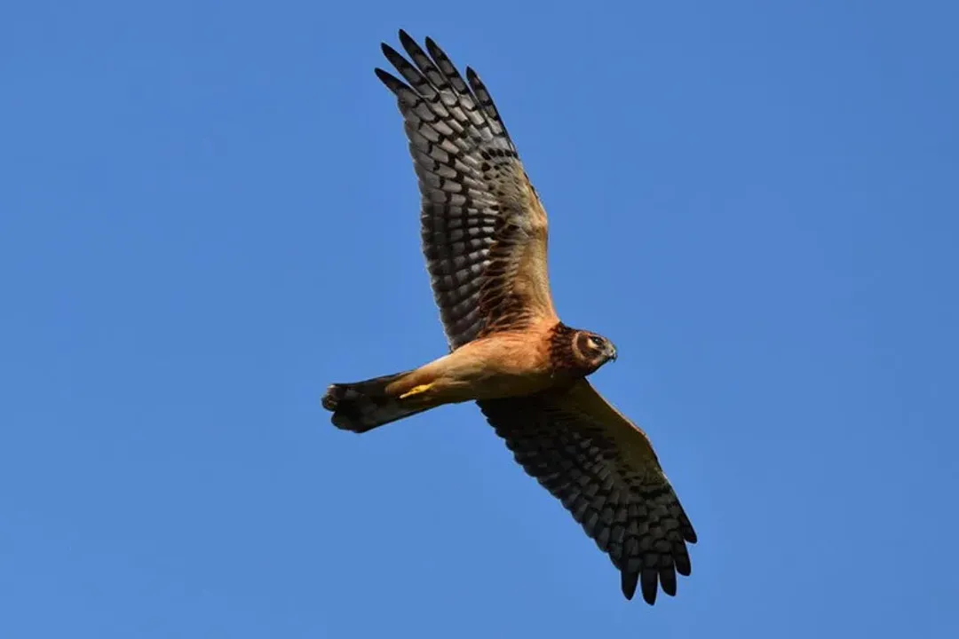 What are the characteristics of the harrier bird?