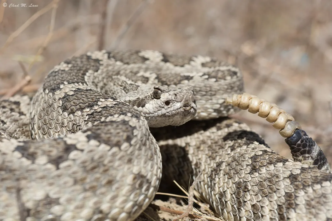 What are the characteristics of the northern Pacific rattlesnake?, Physical Appearance
