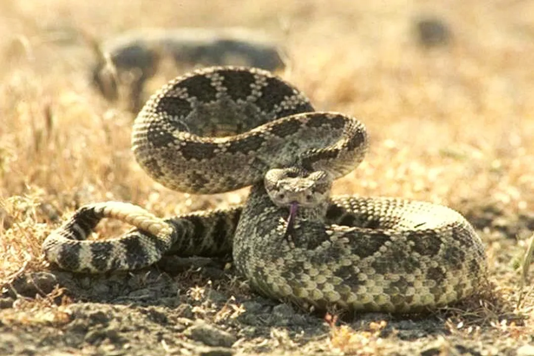What are the characteristics of the northern Pacific rattlesnake?, Behavior and Defensive Displays