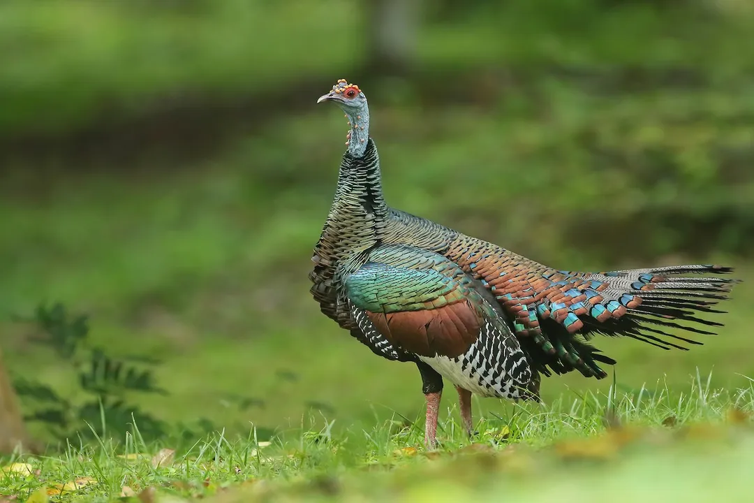 What are the characteristics of the Ocellated Turkey?, Feeding Habits