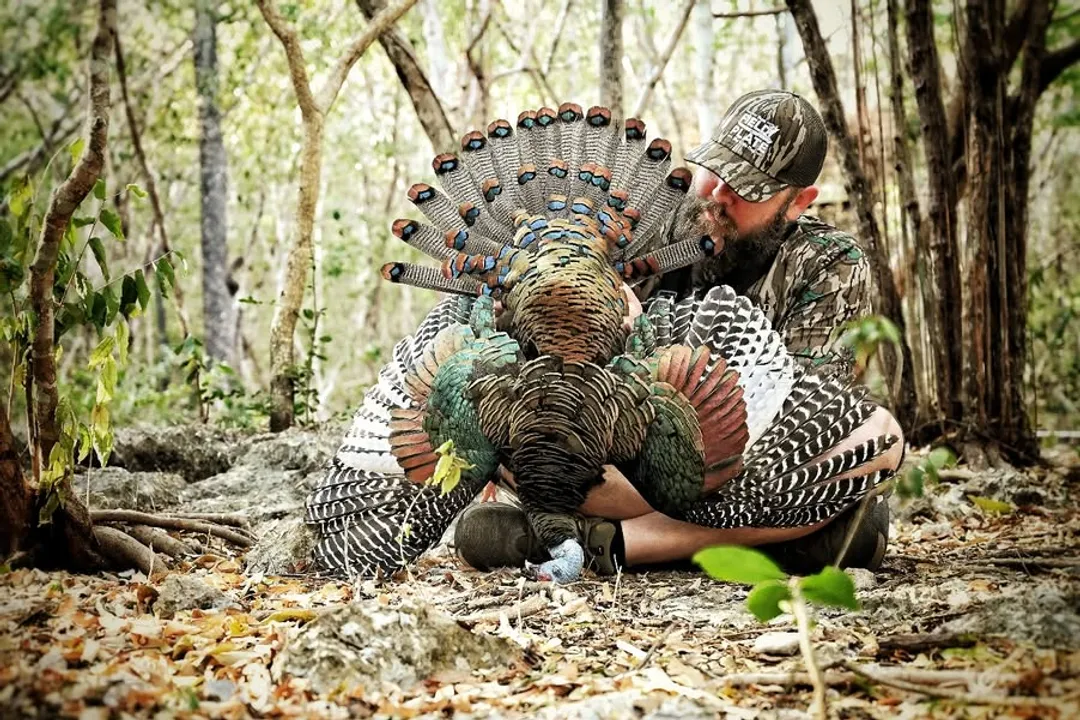 What are the characteristics of the Ocellated Turkey?, Range Habitat