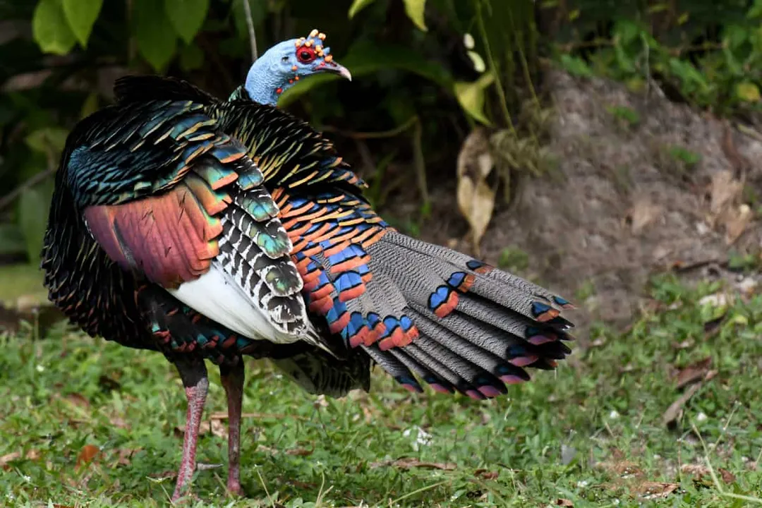 What are the characteristics of the Ocellated Turkey?, Plumage Color