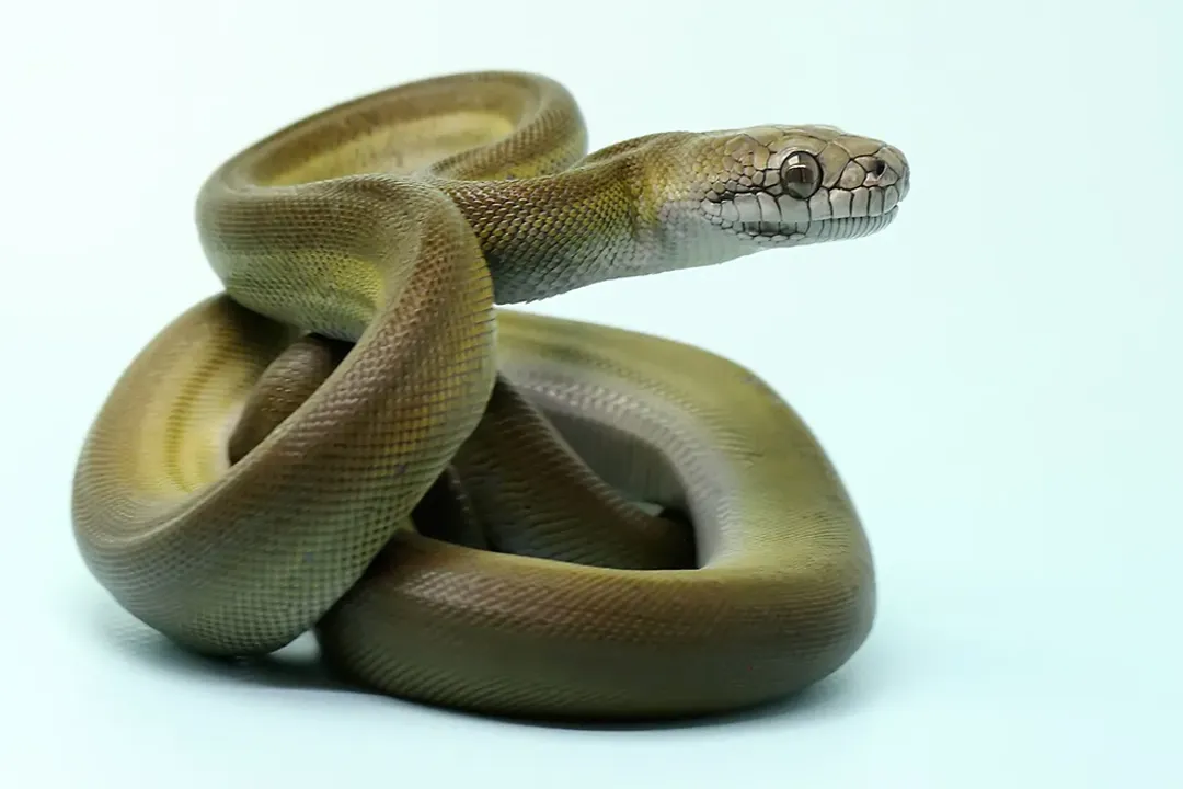 What are the characteristics of the Olive Python?, Physical Stature