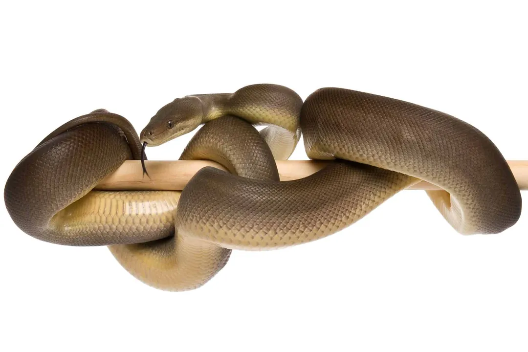 What are the characteristics of the Olive Python?, Predator Habits