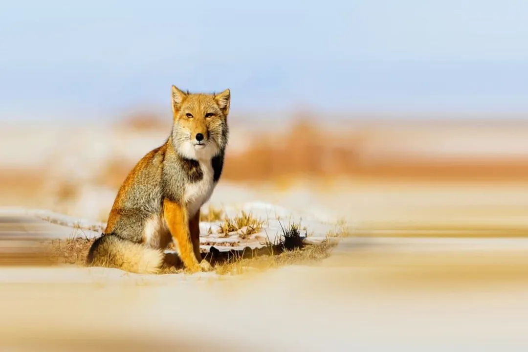 What are the characteristics of the Tibetan fox?, High Altitude Home
