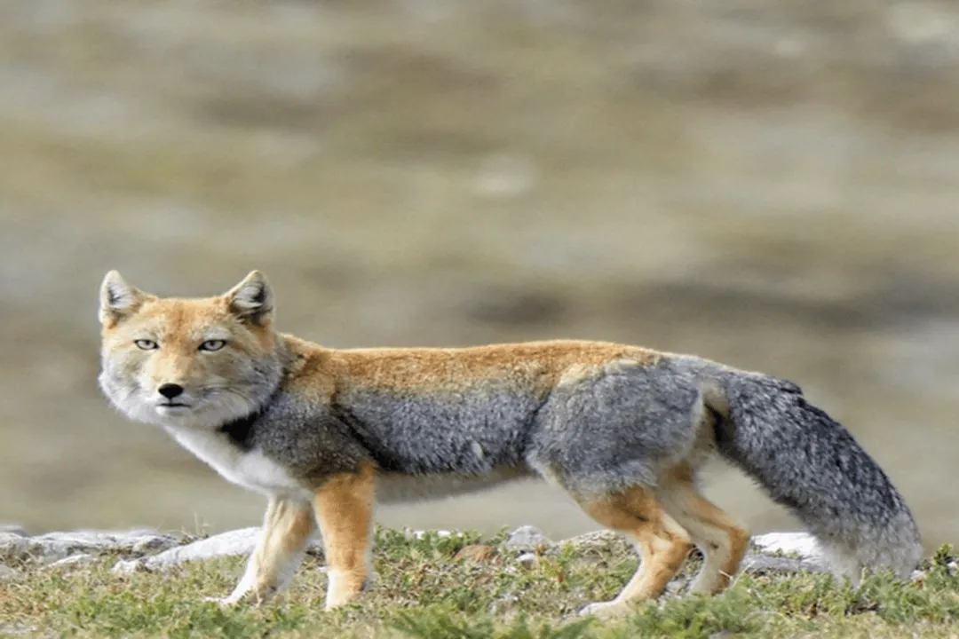 What are the characteristics of the Tibetan fox?, Status Risks