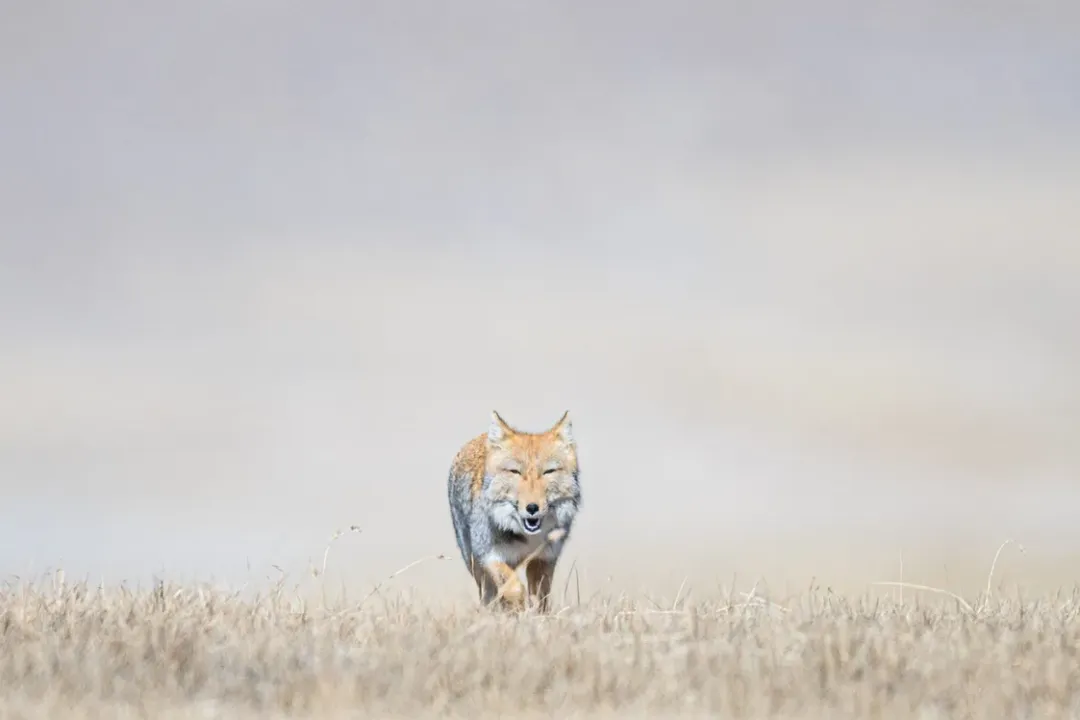 What are the characteristics of the Tibetan fox?