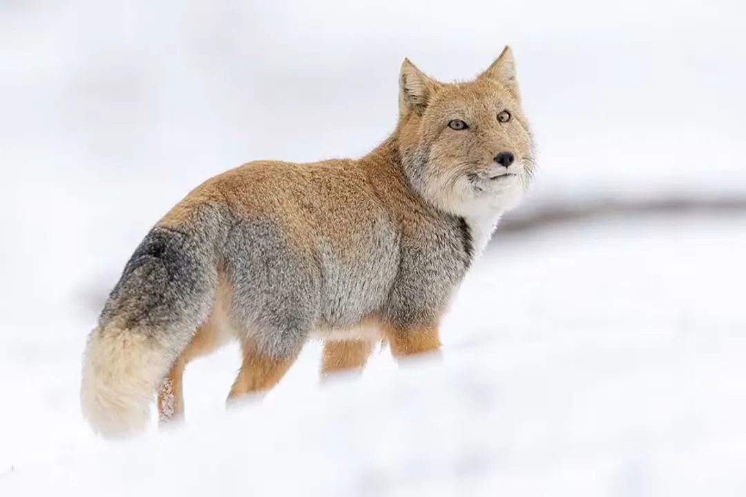 What are the characteristics of the Tibetan fox?, Pika Prey