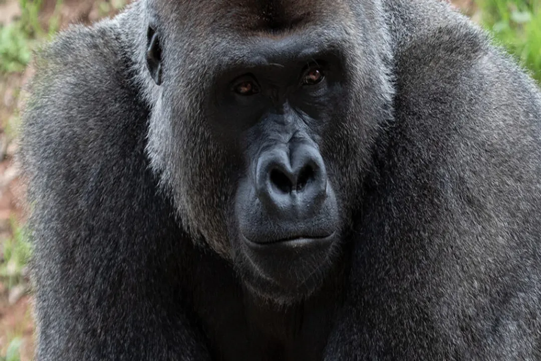 What are the characteristics of the western gorilla?, Social Structure