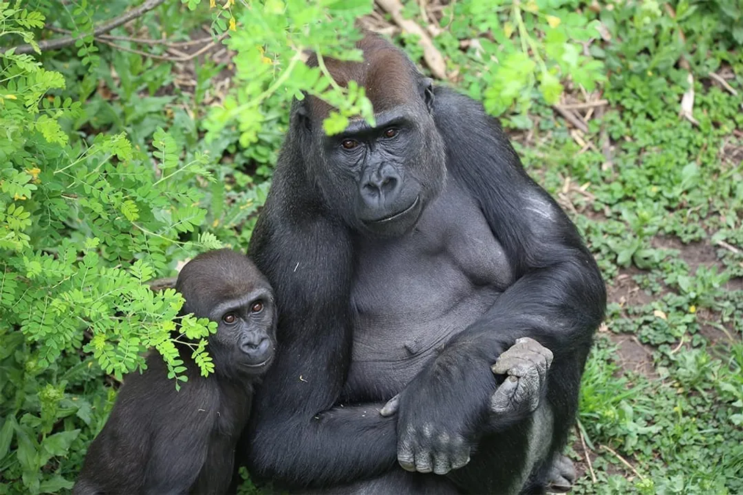 What are the characteristics of the western gorilla?, Forest Diet
