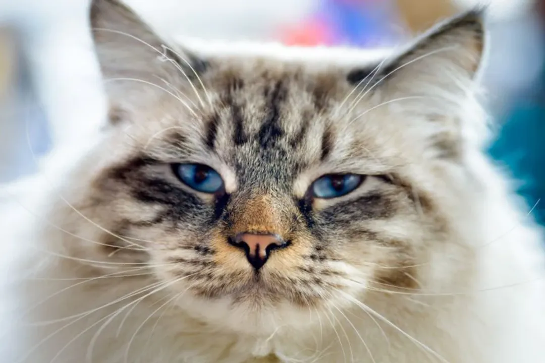 What are the cons of a Ragamuffin cat?, Slow Maturation