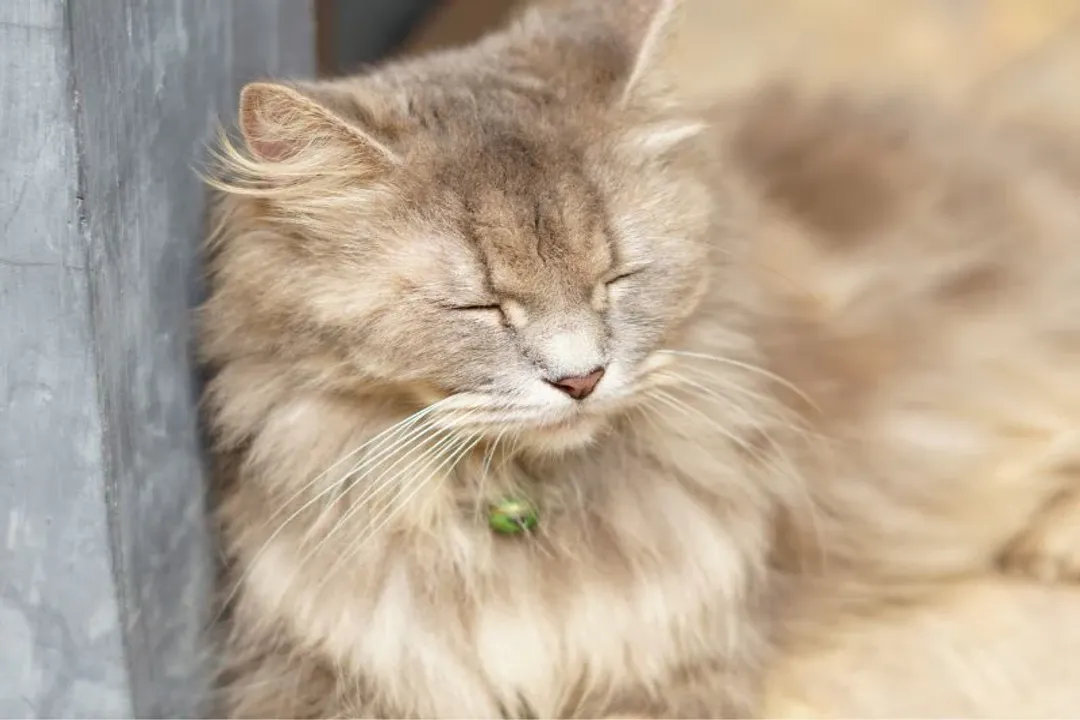 What are the cons of a Ragamuffin cat?, Health Screening