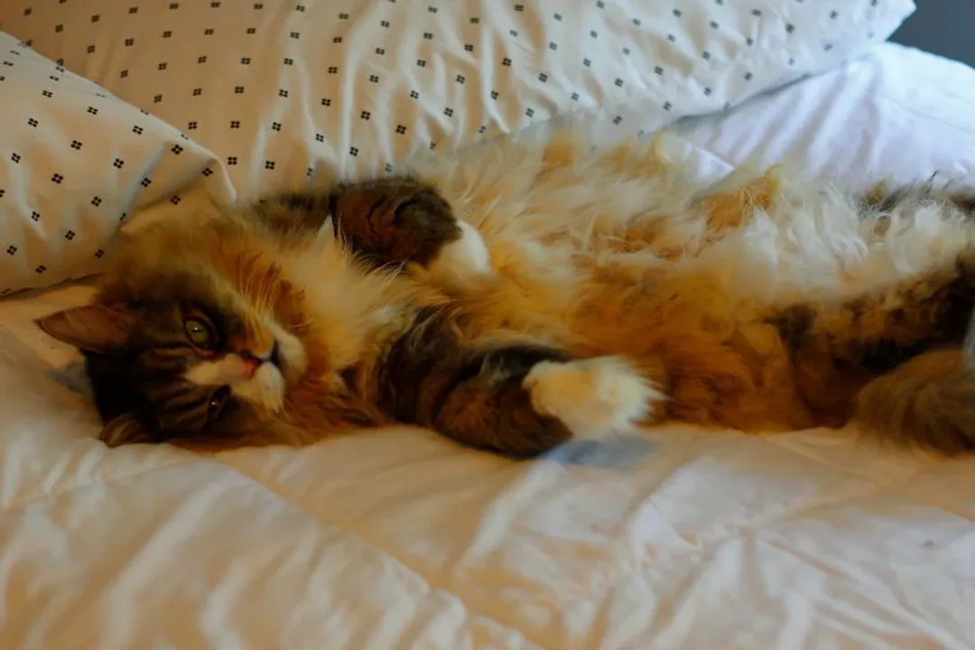 What are the cons of a Ragamuffin cat?, Coat Maintenance