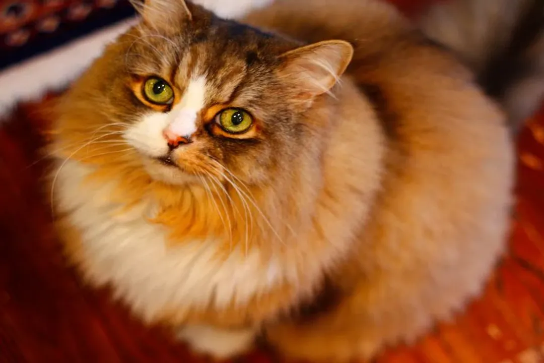 What are the cons of a Ragamuffin cat?