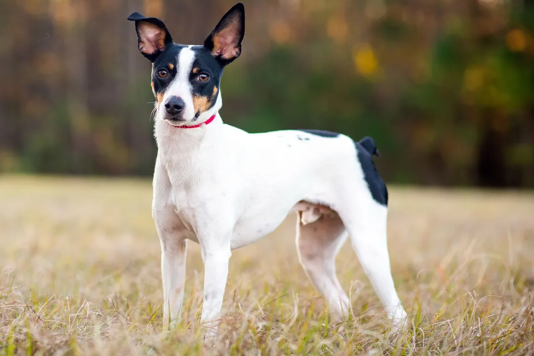 What are the cons of a Rat Terrier?